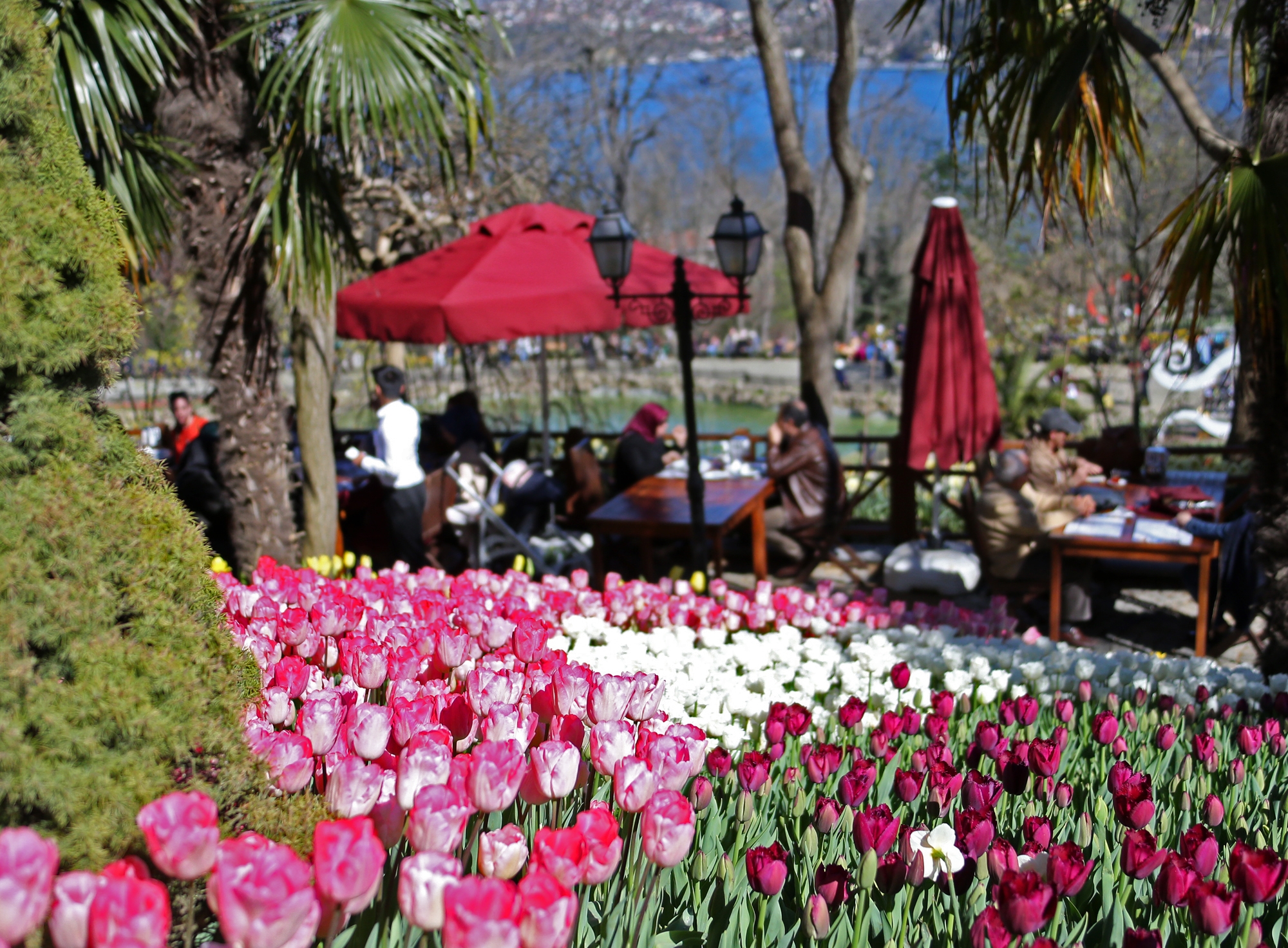 13. İstanbul Lale Festivali başladı! Açılış yapıldı...