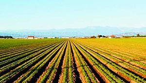 2019'da arazi toplulaştırması hakkında kapsamlı yönetmelik yayımlandı