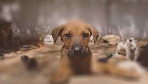 Hayvan haklarında yeni dönem