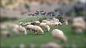 Bakanlıktan yeni Hayvancılık desteklemeleri uygulama tebliği