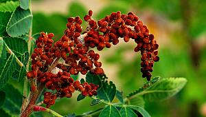 Sumak nasıl bir şey, yenir mi, içilir mi?