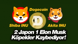 Shiba INU, Akita INU  coinleri ile Dogecoin her gün yüzde 10 düşüyor!