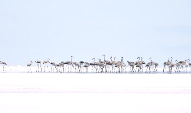 Flamingolara Tuz Gölü'nde can suyu