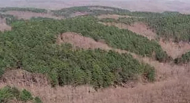 Bu 5 ilde orman sınırları için kritik karar Resmi Gazete'de