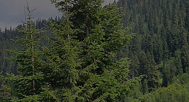 Orman Kanunu düzenlemesi Resmi Gazete'de