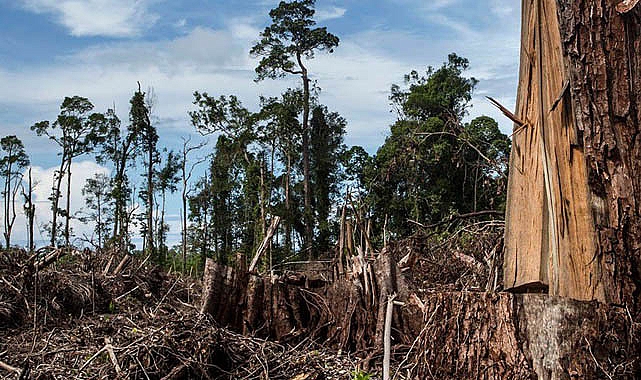 Orman Kanunu ve Bazı Kanunlarda Değişiklik Yapılmasına Dair Kanun