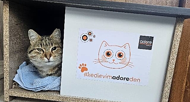 Adore kedi evi kampanyası büyük ilgi gördü!