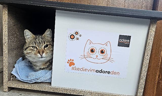 Adore kedi evi kampanyası büyük ilgi gördü!