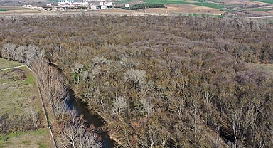 Bu 13 ilde çok sayıda olan orman sınırı dışına çıkartıldı!