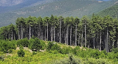 Bu 8 ilde çok sayıda alan orman sınırları dışına çıkartıldı!