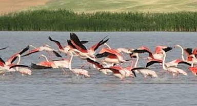Flamingo geçiş bölgesi Kırşehir'deki Seyfe Gölü için kritik karar