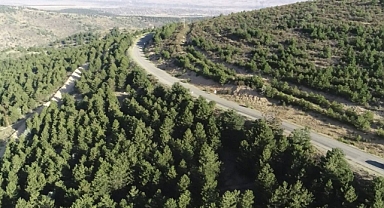 Bu 12 ilde bazı ormanlık alanların sınırları değiştirildi