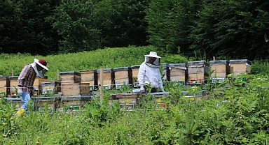 Orman Köylüsüne 1,3 Milyar TL Destek