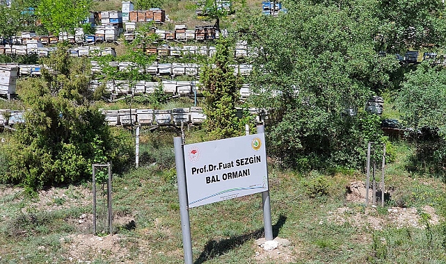 Odun dışı orman ürünlerinden ekonomiye 12 milyar TL katkı